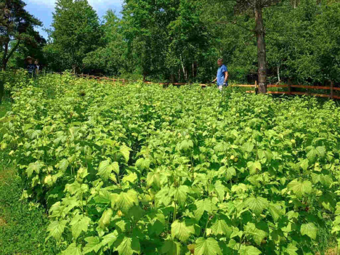 testovacia ríbezľová farma helcmanovce